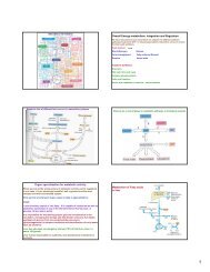 Energy metabolism