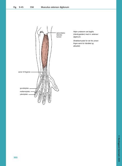 Fig. 9-45 358 Musculus ex