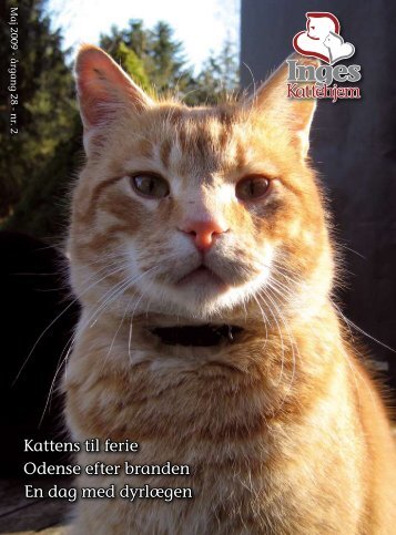 katte - Inges Kattehjem