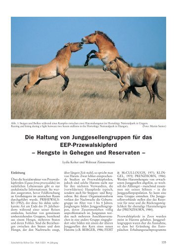 Die Haltung von Junggesellengruppen für das EEP ... - Kölner Zoo