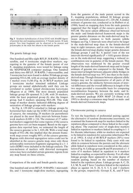 A molecular genetic map of cassava (Manihot esculenta Crantz)