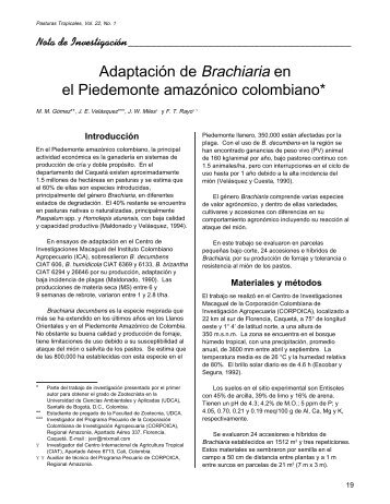 Adaptación de Brachiaria en el Piedemonte amazónico colombiano*