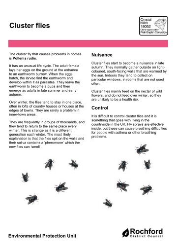 Cluster Flies leaflet - Amazon Web Services