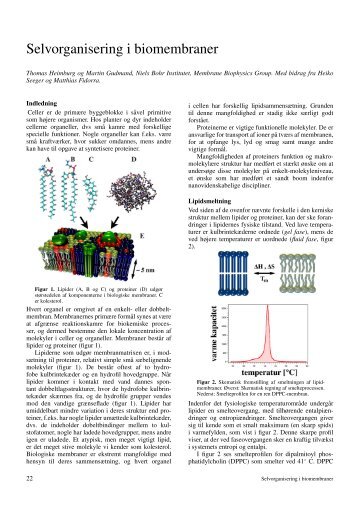 Selvorganisering i biomembraner - Kvant