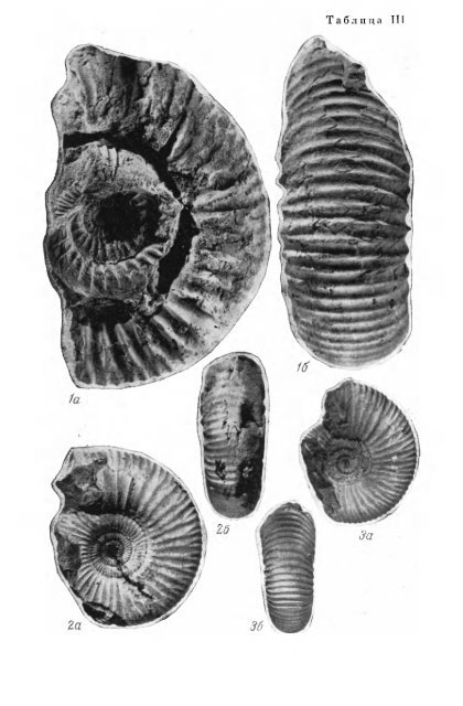 БОРЕАЛЬНЫЕ ЮРСКИЕ АММОНИТЫ (DORSOPLANITINAE) И ...