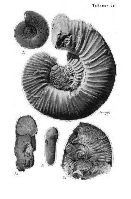 БОРЕАЛЬНЫЕ ЮРСКИЕ АММОНИТЫ (DORSOPLANITINAE) И ...