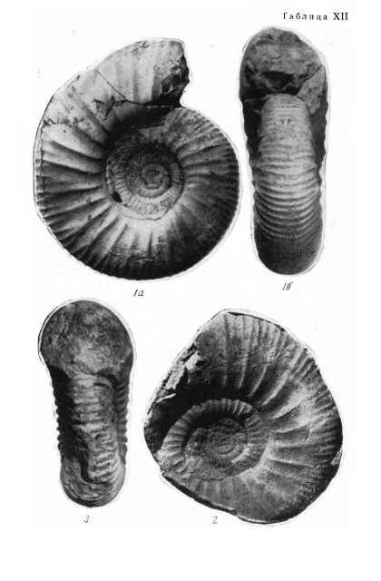 БОРЕАЛЬНЫЕ ЮРСКИЕ АММОНИТЫ (DORSOPLANITINAE) И ...