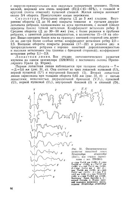 БОРЕАЛЬНЫЕ ЮРСКИЕ АММОНИТЫ (DORSOPLANITINAE) И ...