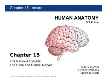Ch 15 Brain and Cranial Nerves.pdf - Faculty.piercecollege.edu