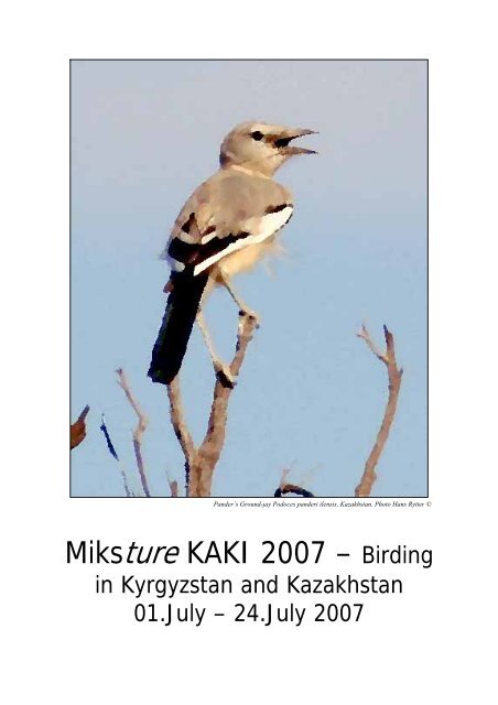 Miksture KAKI 2007 – Birding - Central Asian Birding - Home