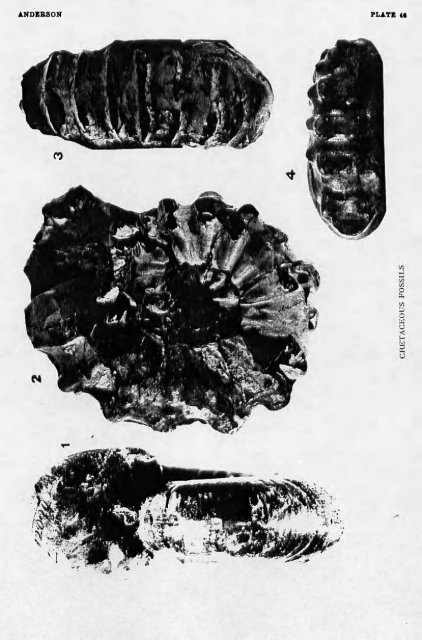 LOWER CRETACEOUS DEPOSITS CALIFORNIA AND OREGON