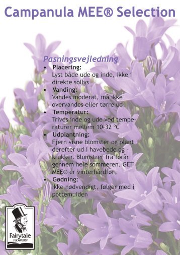 Campanula MEE® Selection