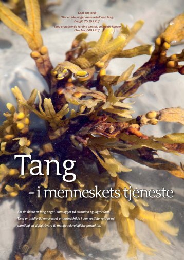 Tang i menneskets tjeneste - Memphys