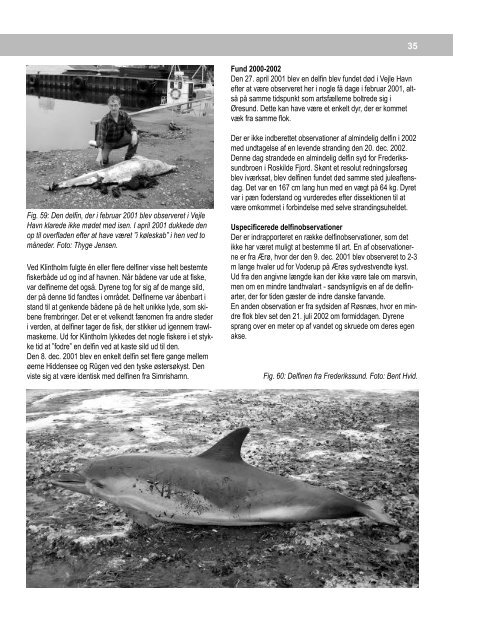 Marsvinerapport 2000 - 2002 - Fokus på Hvaler i Danmark