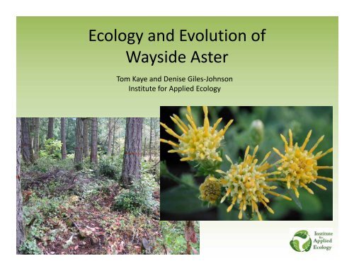 Wayside aster research summary PowerPoint BLM 2012