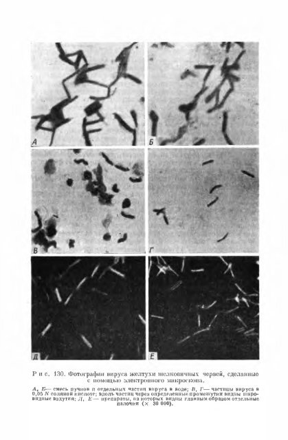 principles of insect pathology