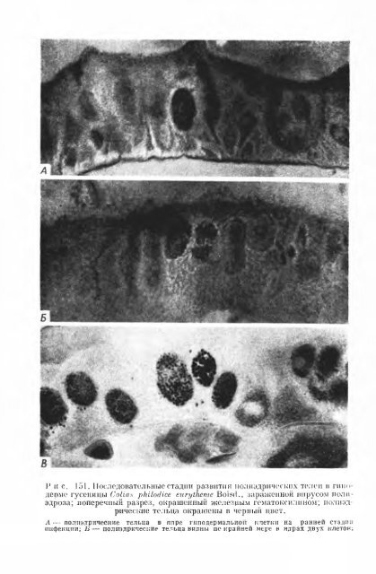 principles of insect pathology