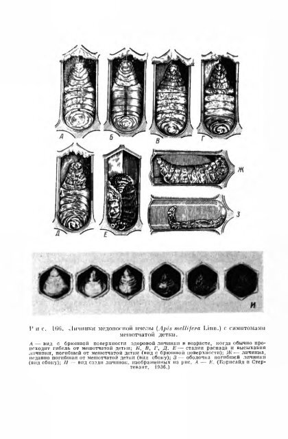 principles of insect pathology