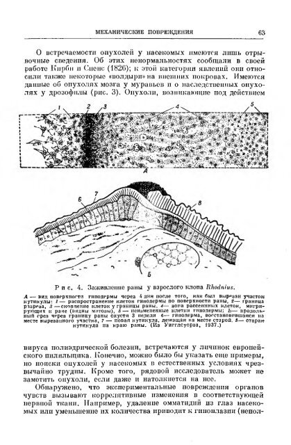 principles of insect pathology