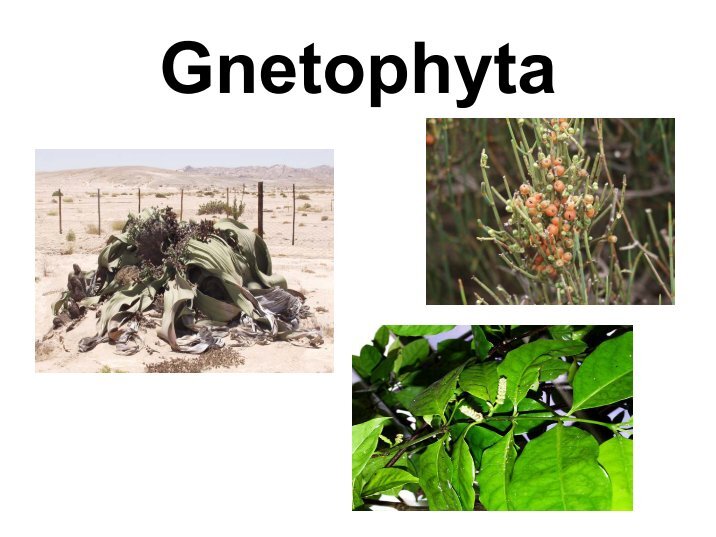 Gnetophyta Magazines