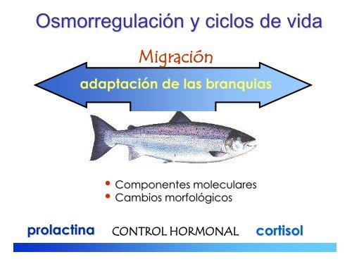 Adaptaciones Fisiológicas De Los Animales Acuáticos Frente a Los ...