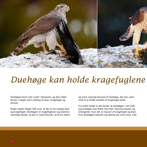 Skovens skrappeste jæger - Dansk Ornitologisk Forening