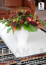 Schlumbergera FAIRYTALE FLOWERS® - Gartneriet PKM