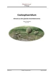 Coelosphaeridium · Kleinod aus dem glazialen ... - Steinkern