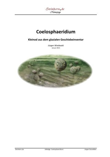 Coelosphaeridium · Kleinod aus dem glazialen ... - Steinkern