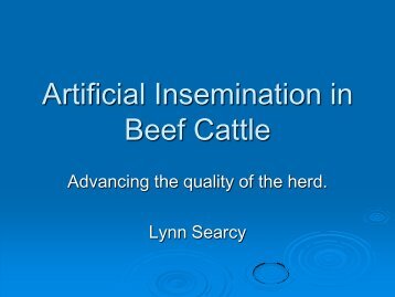 Artificial Insemination in Beef Cattle - University of Missouri Extension