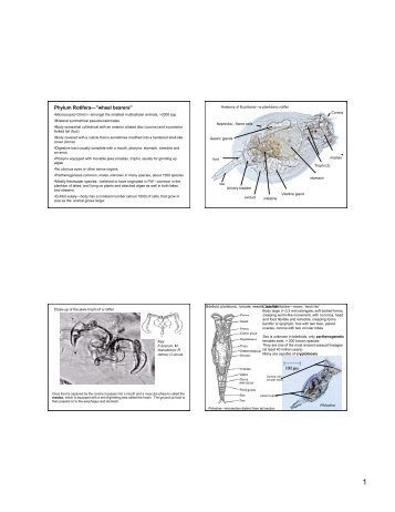 Rotifers