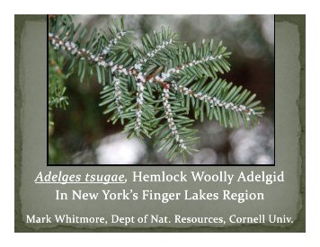 Adelges tsugae, Hemlock Woolly Adelgid In New York's Finger ...