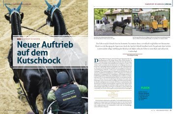 Neuer Auftrieb auf dem Kutschbock - Mecklenburger Pferde