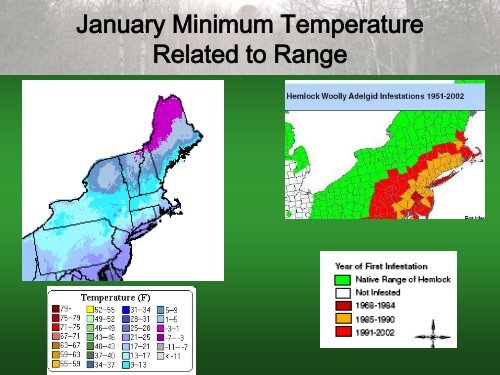 White Pine Decline in Maine - The University of Maine - School of ...