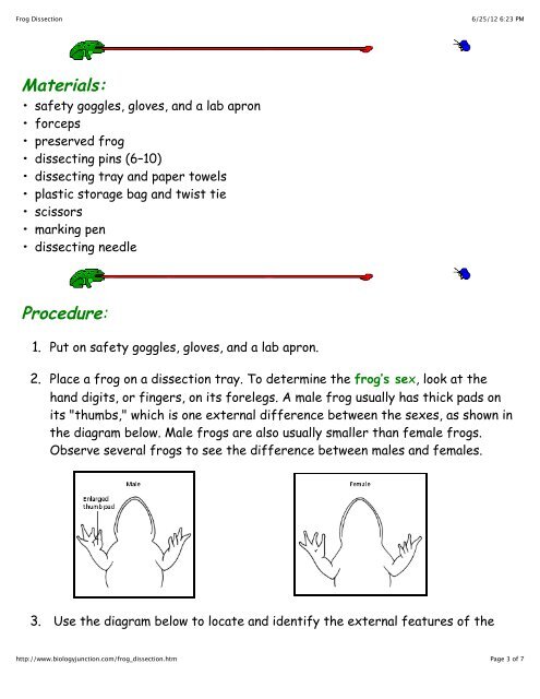 Frog Dissection - Apple