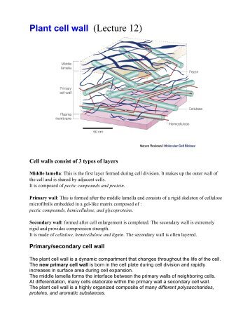 Plant cell wall (Lecture 12)