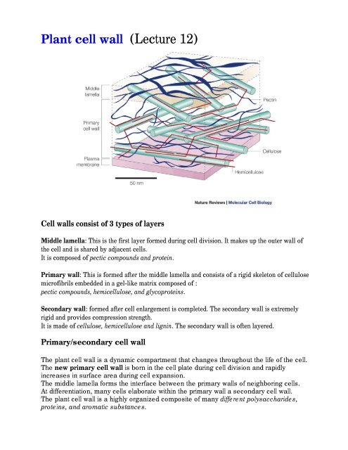 Plant cell wall (Lecture 12)