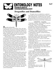 Dragonflies and Damselflies - University of Michigan