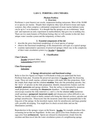 LAB # 2. PORIFERA AND CNIDARIA Phylum Porifera 1. Overview ...