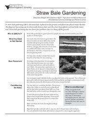 Straw Bale Gardening - West Virginia University