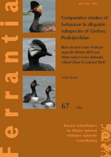 Comparative studies of behaviour in allopatric subspecies of Grebes ...