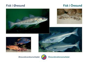 Fisk i Øresund Fisk i Öresund - Øresundsvandsamarbejdet