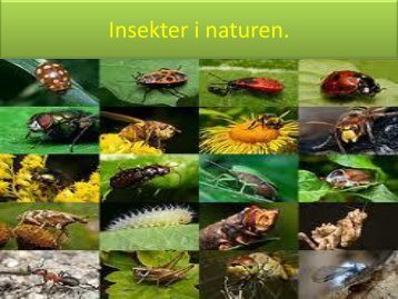 Insekter i naturen - Projekt Samspil