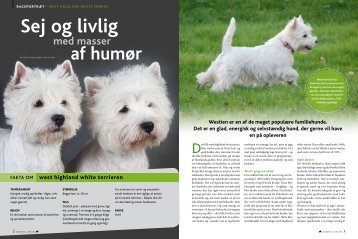 West Highland White Terrier - Dansk Kennel Klub