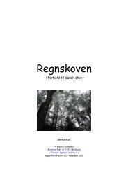 Regnskoven - martin theill johansen