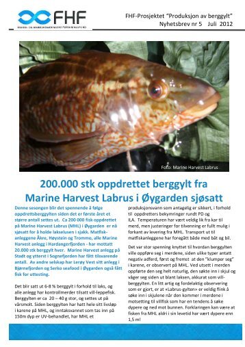 200.000 stk oppdrettet berggylt fra Marine Harvest ... - FHF-Prosjektet