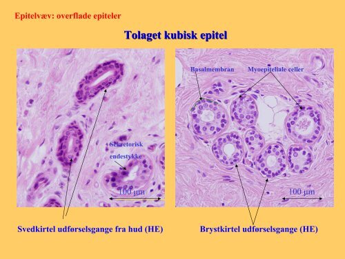 Epiteler.pdf - paintedlady dot org