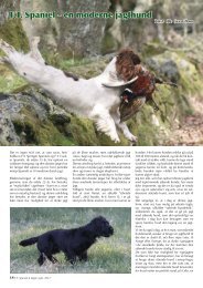 F.T. Spaniel – en moderne jagthund - Kennel Fuglevig