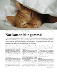 När katten blir gammal - Svenska Blå Stjärnan