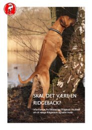 Skal det være en Ridgeback.pub - Rhodesian Ridgeback klubben i ...